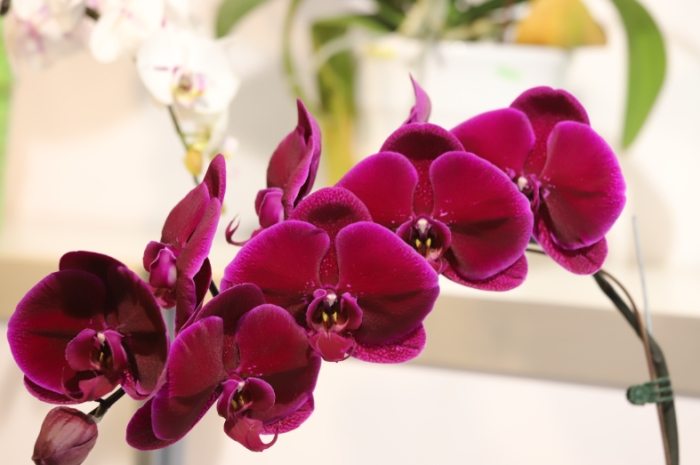 蘭花根部發黃 蘭花根部發黃