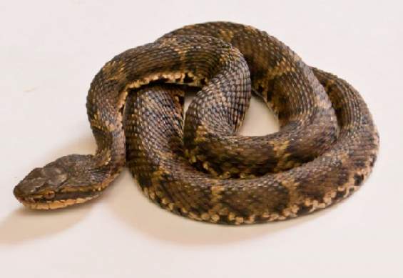 夢見蛇在路上含義