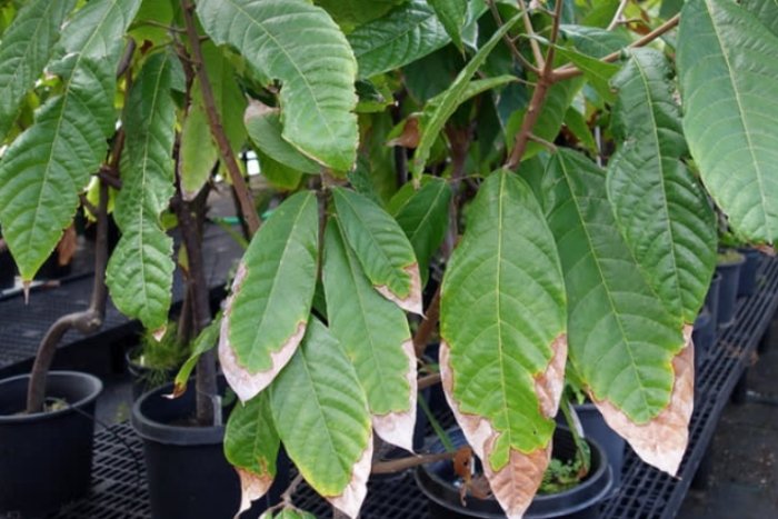 多肉葉子變黃原因