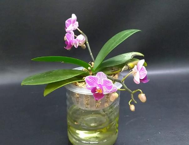 水培蘭花方法 水培蘭花方法