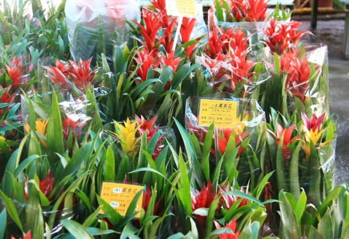 鳳梨花怎麼繁殖