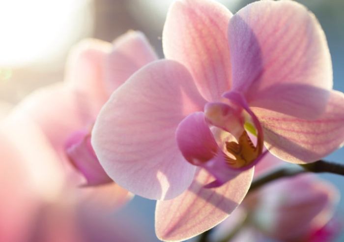 蘭花養護 蘭花養護