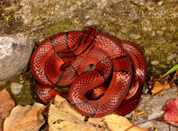 夢見紅色的蛇 意義