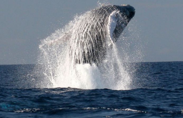 魚跳出水面解夢