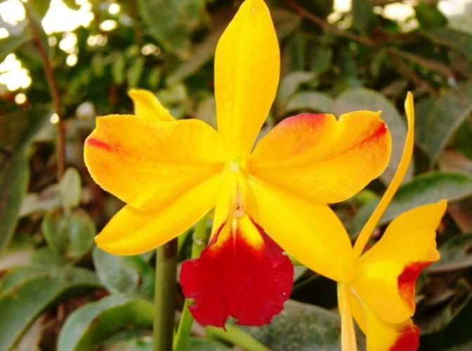 蝴蝶蘭分株技巧 蝴蝶蘭分株技巧