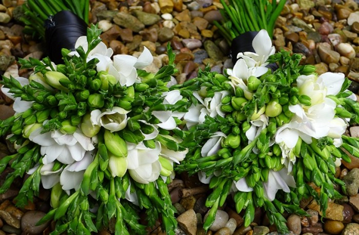 小蒼蘭開花時間