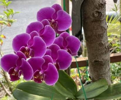 玉蘭花對貓咪有毒嗎