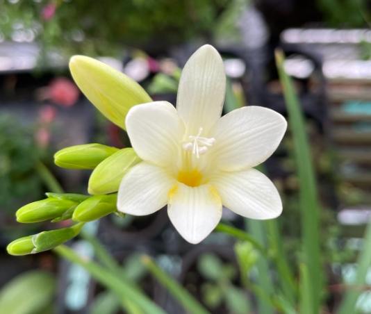 小蒼蘭白色花語