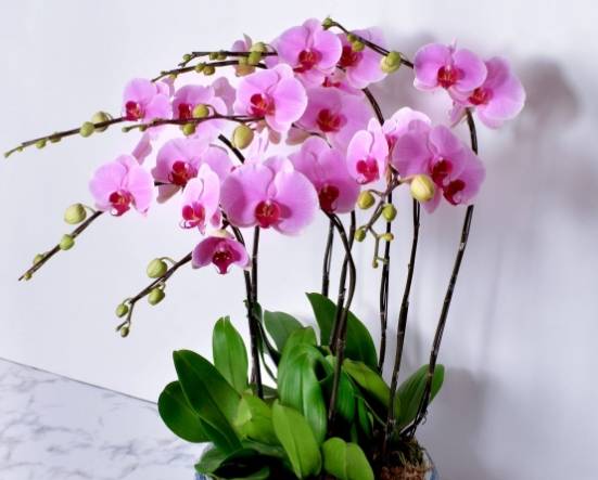 蘭花養護 蘭花養護