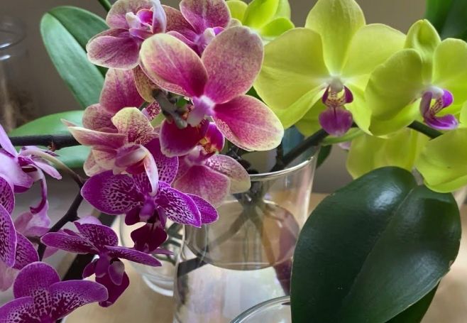 水培蘭花 水培蘭花