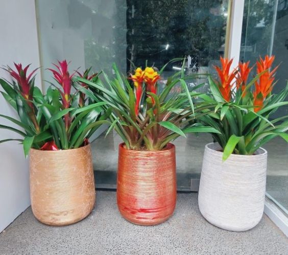 鳳梨花照顧方法