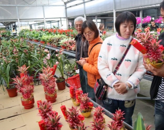 鳳梨花開花時間