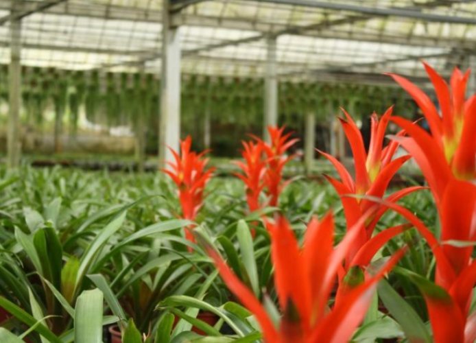 鳳梨花修剪工具