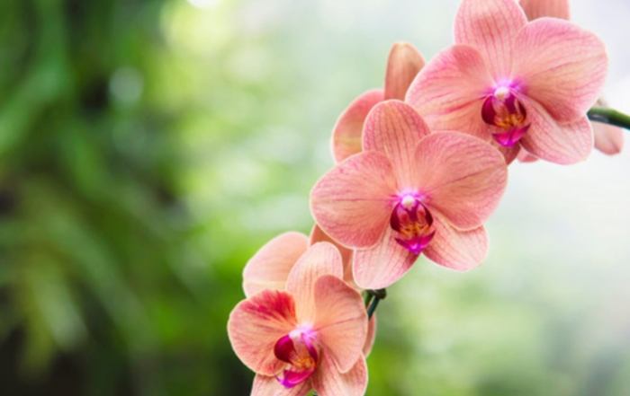 蘭花養護 蘭花養護