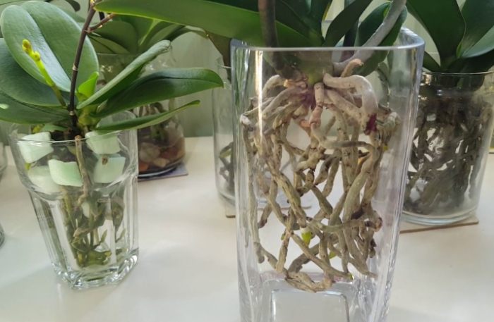 蘭花水培養護 蘭花水培養護