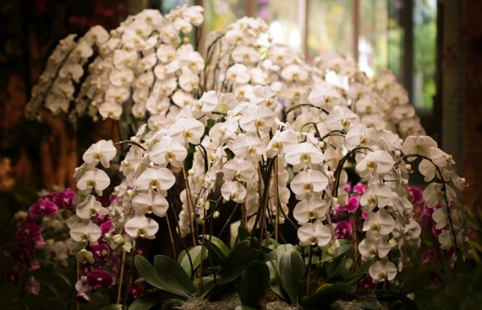 蝴蝶蘭繁殖方法 蝴蝶蘭繁殖方法