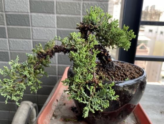 珍珠柏盆栽常見問題 珍珠柏盆栽常見問題