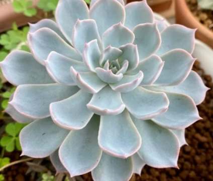 室內種植石蓮花 室內種植石蓮花