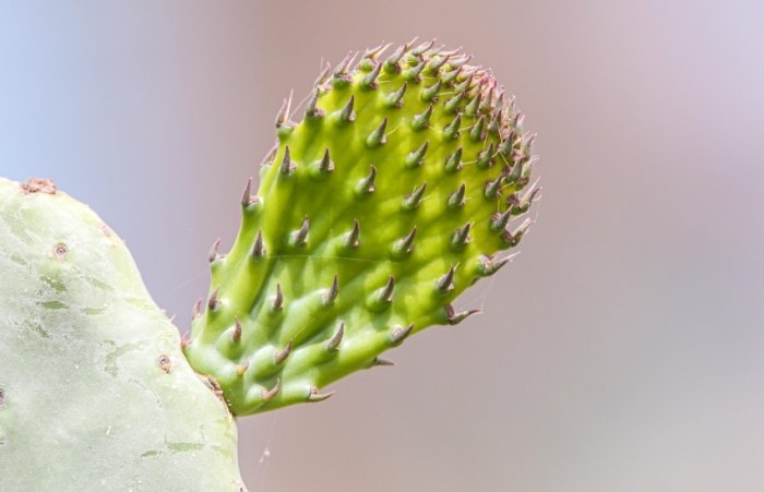 仙人掌養護技巧