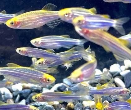 螢光磚魚品種介紹 螢光磚魚品種介紹