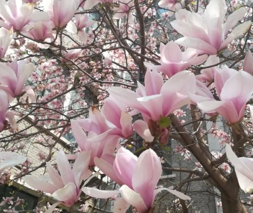 玉蘭花種植技巧