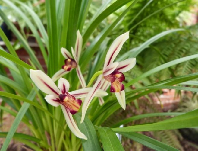 蘭花如何交配 蘭花如何交配