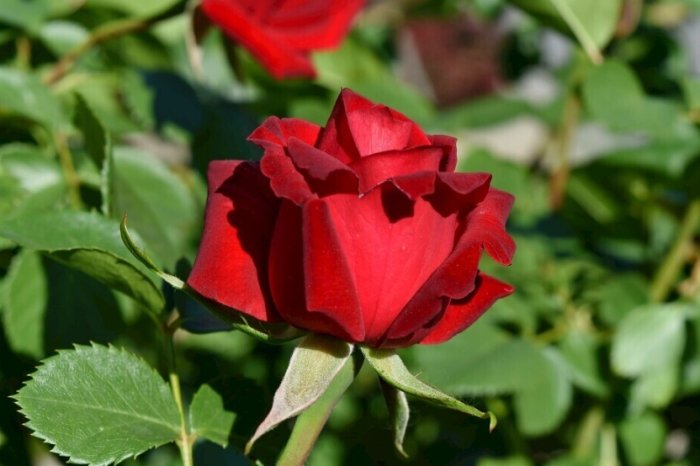 玫瑰病害預防 玫瑰病害預防