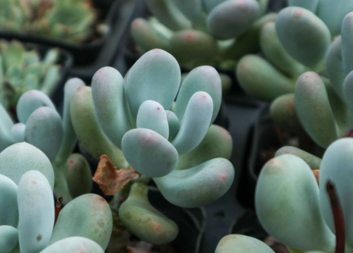 多肉葉子皺皺處理