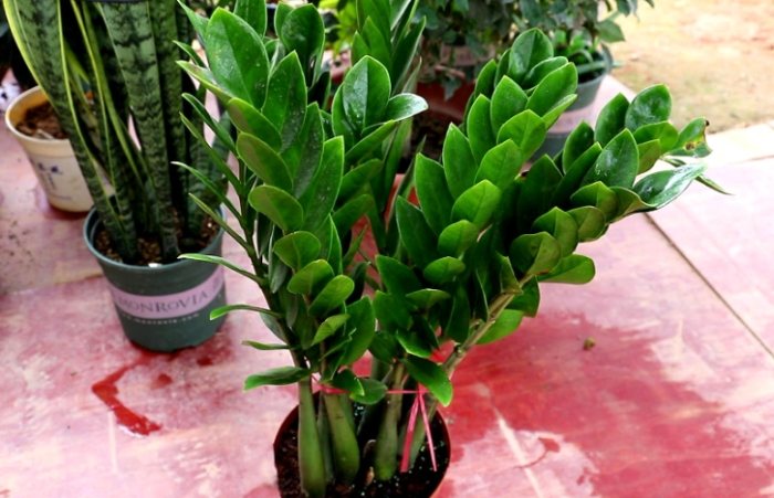 金钱树放室外注意事项