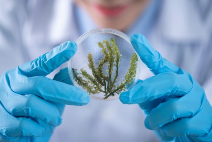 瑪麗安妮姬成分