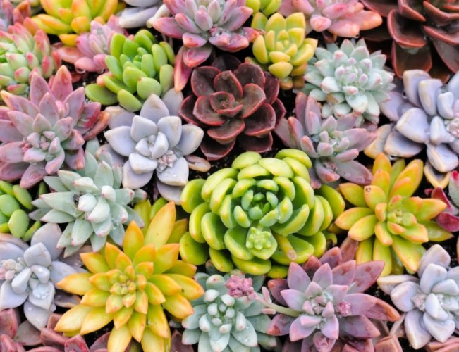 多肉植物蟲害防治