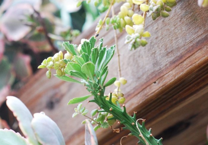 多肉植物軟趴趴原因