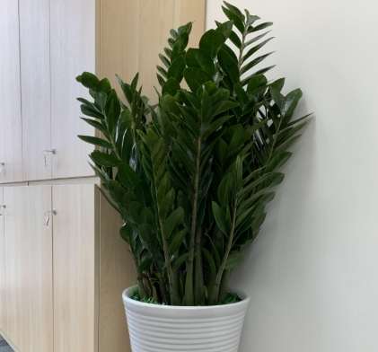 金钱树配土方法