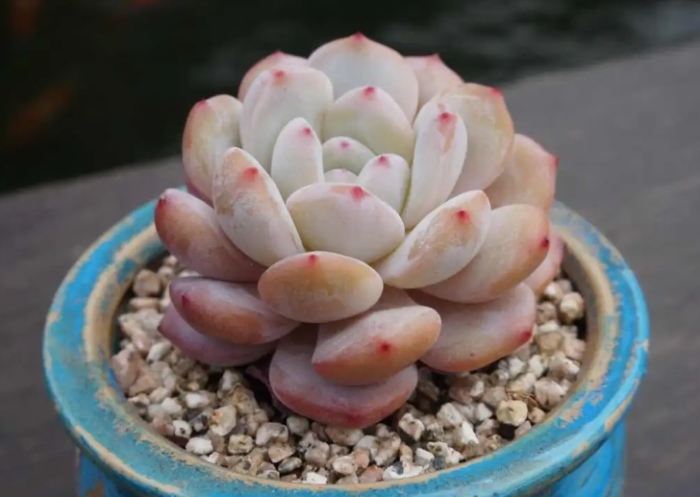 多肉植物蟲害防治