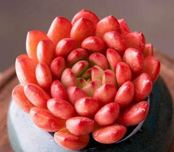 植物葉片脫落處理 植物葉片脫落處理