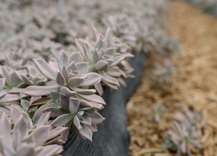 石蓮花分株方法 石蓮花分株方法