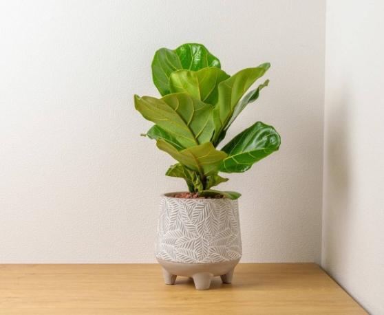 琴葉榕葉子發霉處理 琴葉榕葉子發霉處理