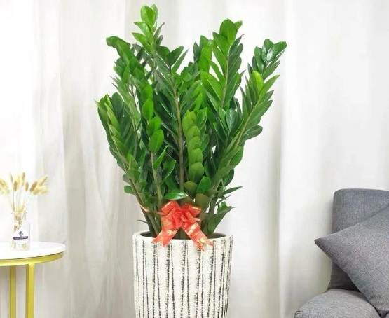 金錢樹風水擺放