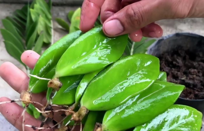 黑色金錢樹風水