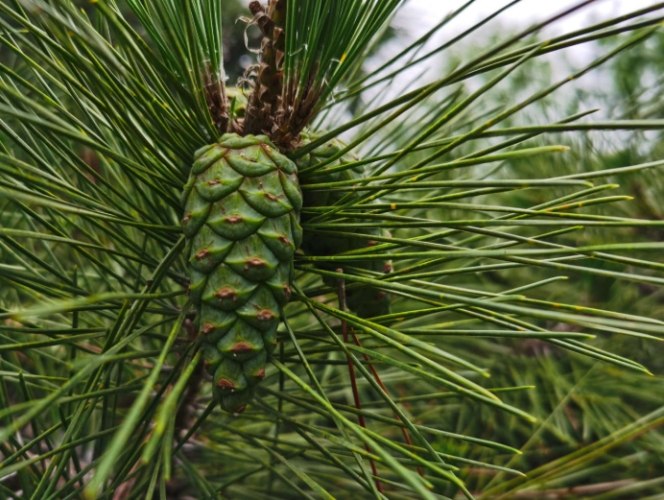 如何消滅松樹介殼蟲