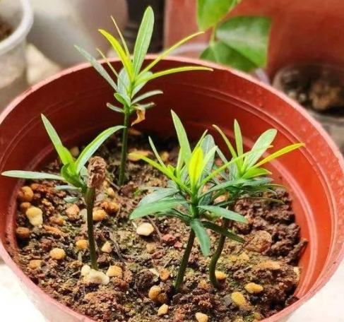 罗汉松种子种植