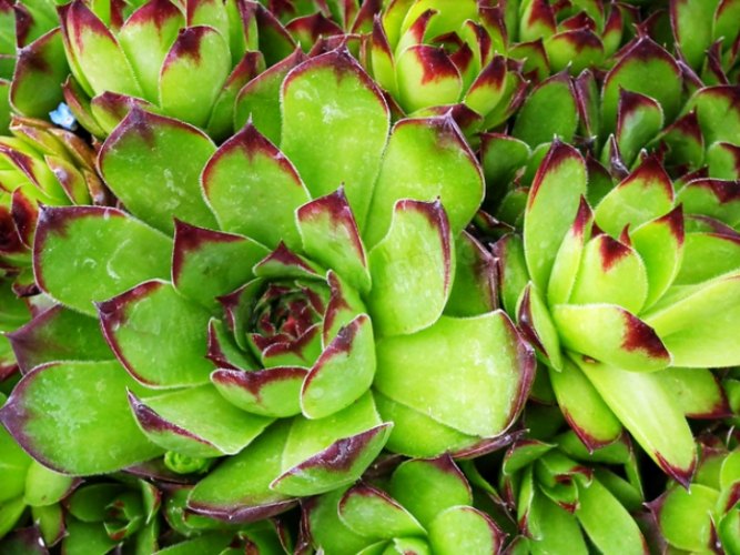 多肉植物掉葉子 多肉植物掉葉子