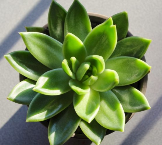 多肉植物掉葉子 多肉植物掉葉子