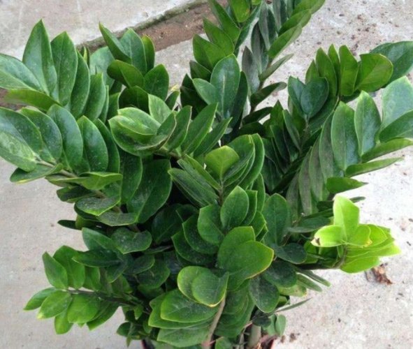 黑色金錢樹養護