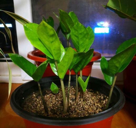 金钱树土质要求