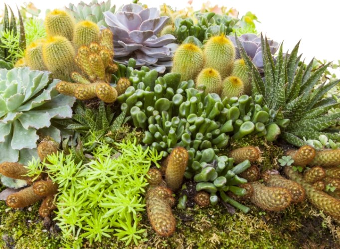 多肉植物葉子變黃處理