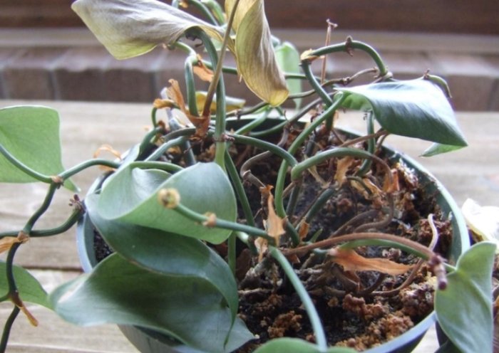 植物澆水過多處理