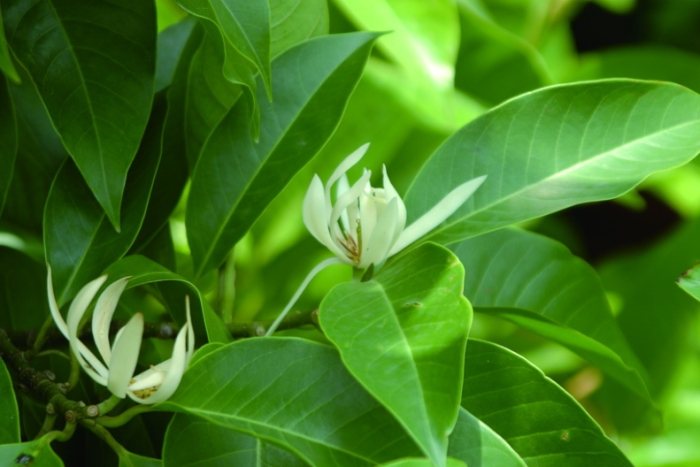 玉蘭花種植多久開花
