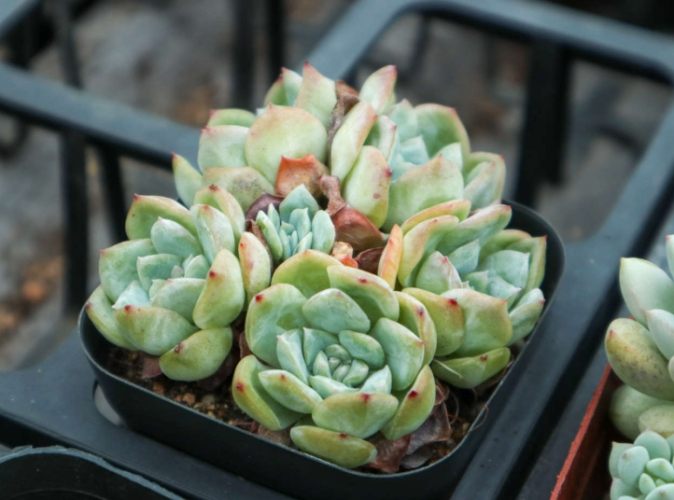 多肉植物軟趴趴原因