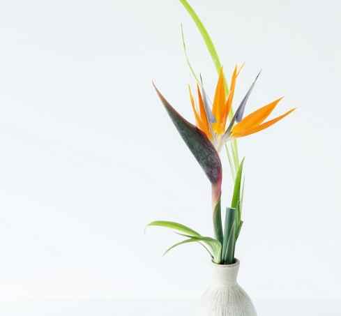 天堂鳥開花時間